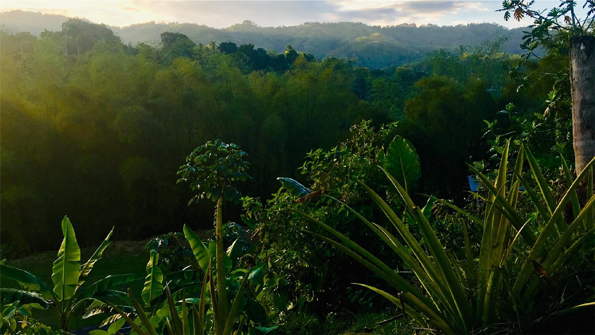 Lush Jamaican landscape and hills